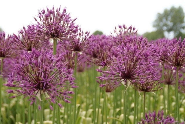 Sierui (Allium 'Purple Rain')