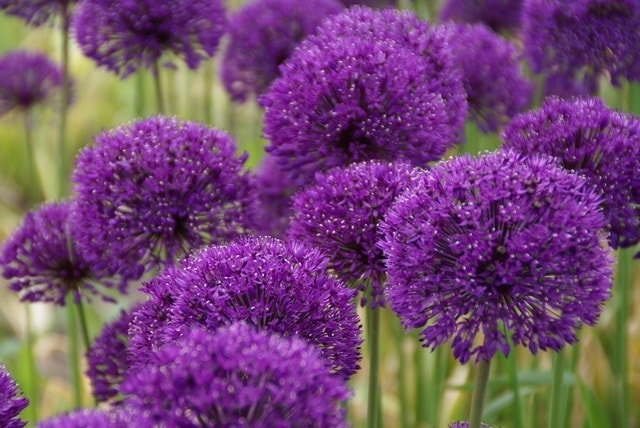 Sierui (Allium aflatunense 'Purple Sensation')