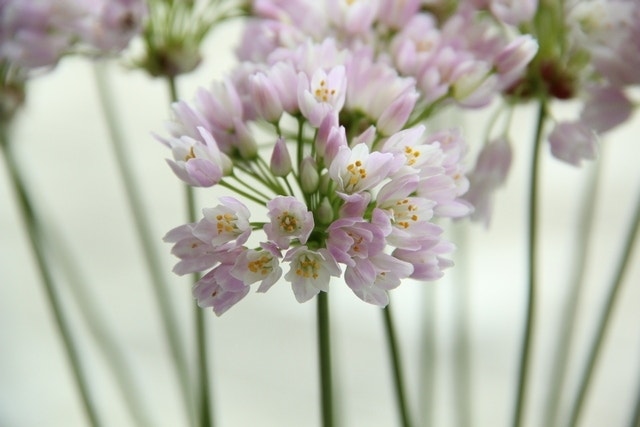 Sierui (Allium roseum)