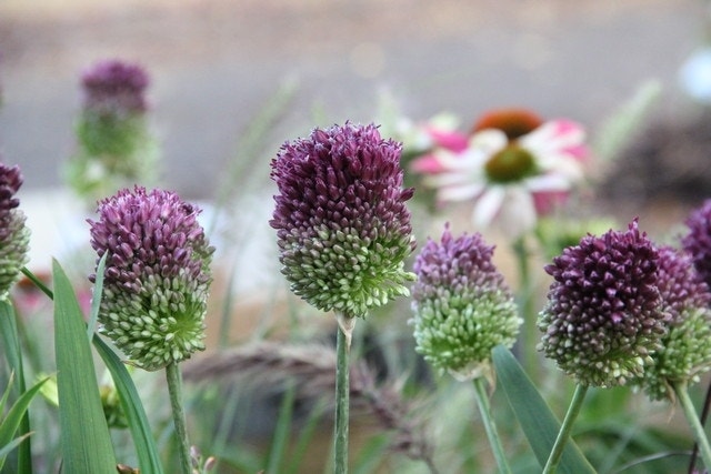 Echte Trommelstokken (Allium Sphaerocephalon)