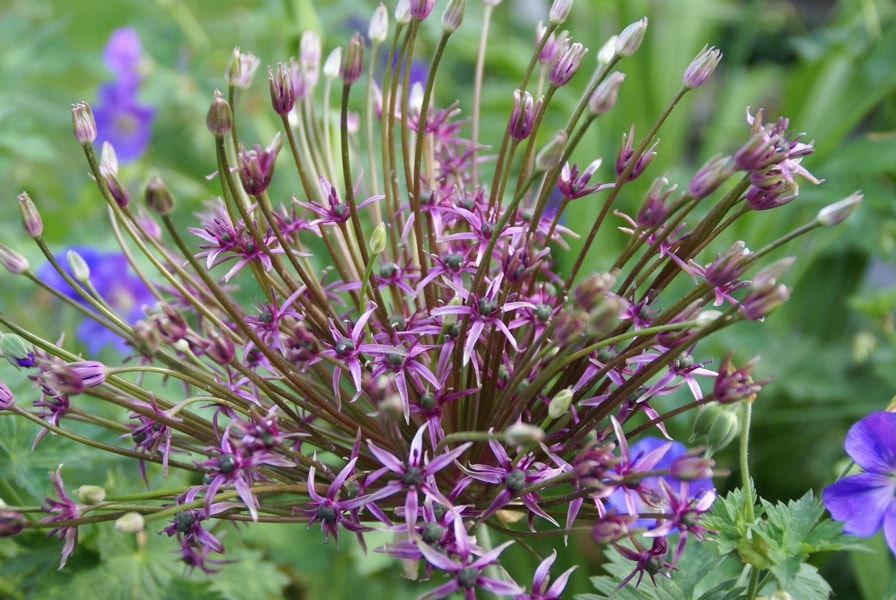 Sierui (Allium 'Toabago')