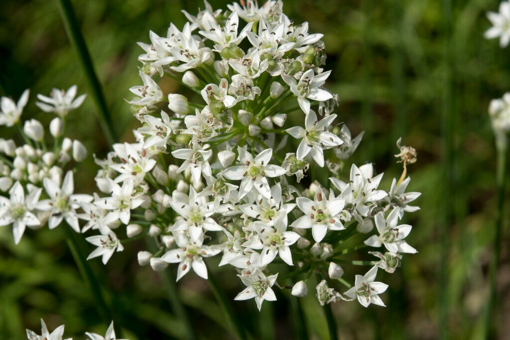 Chinese bieslook (Allium tuberosum)