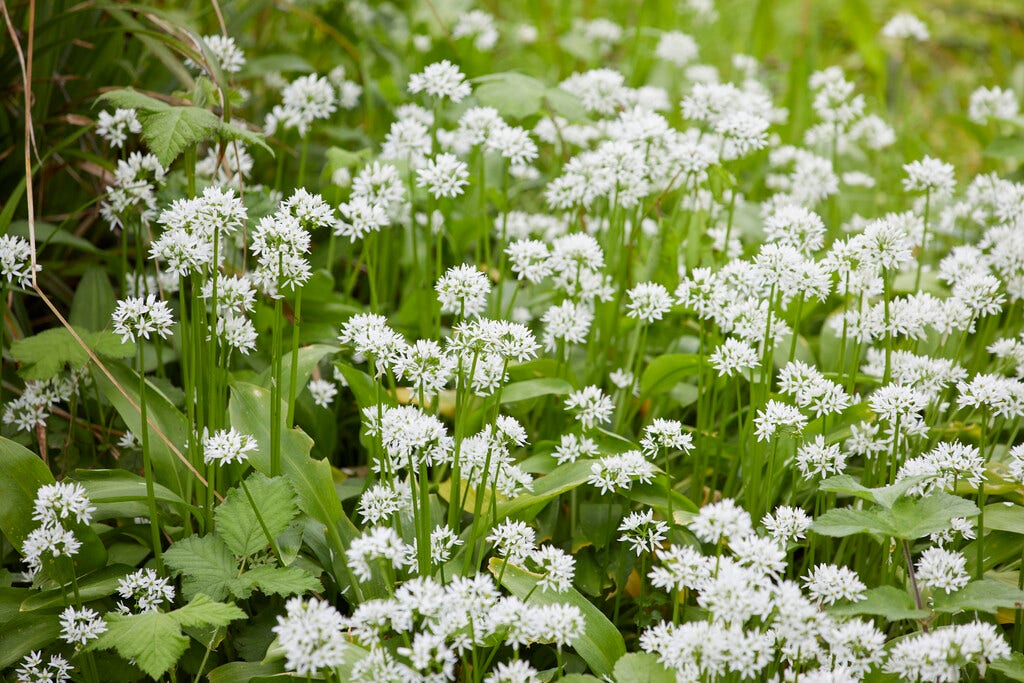 Daslook (Allium ursinum)