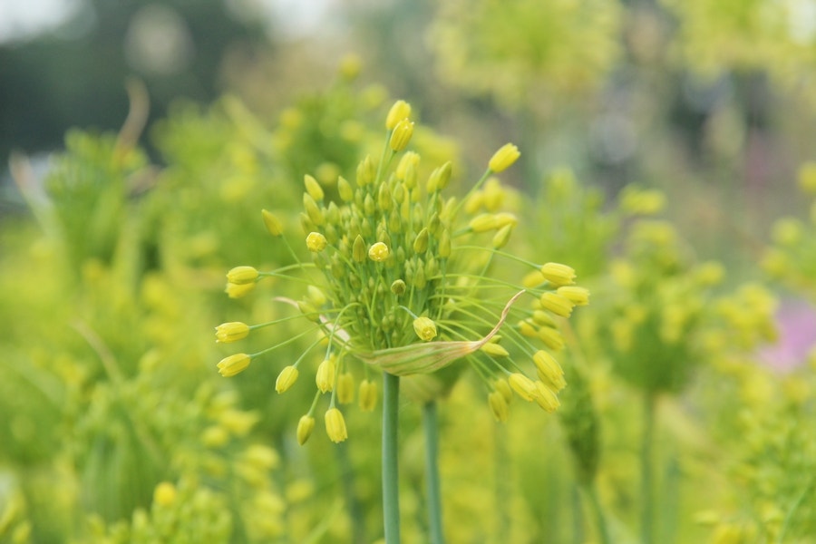 Sierui (Allium chloranthum 'Yellow Fantasy')