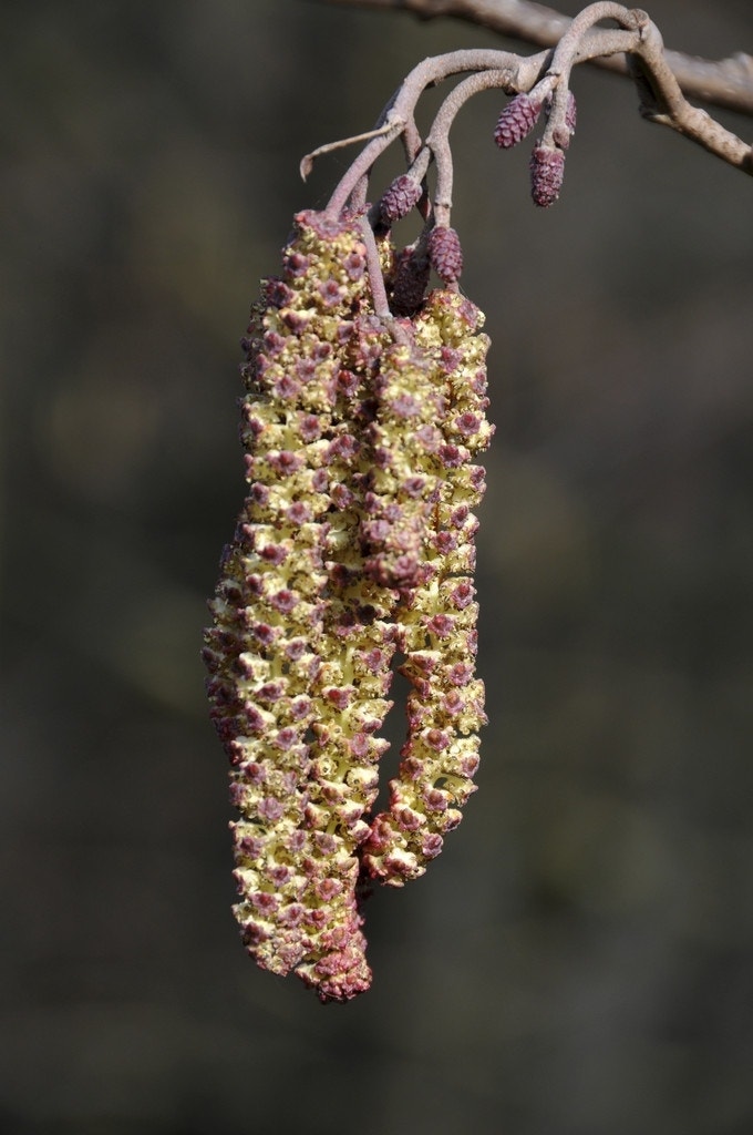 Zwarte els, bosplantsoen (Alnus glutinosa)