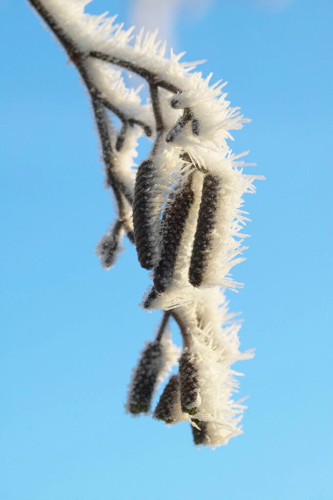 Grijze Els, bosplantsoen (Alnus incana)