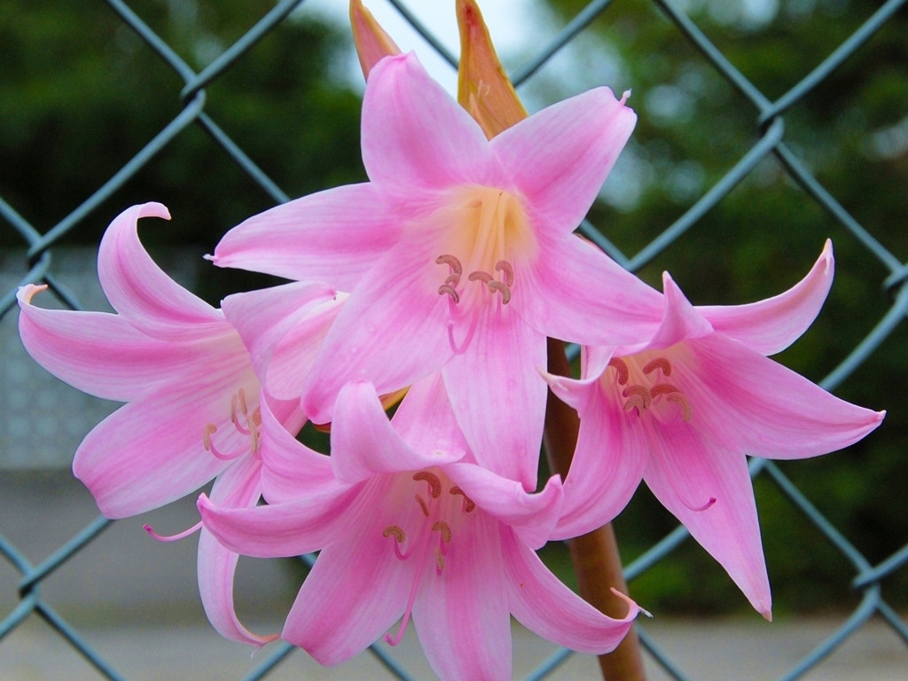 Tuin-amaryllis (Amaryllis belladonna)