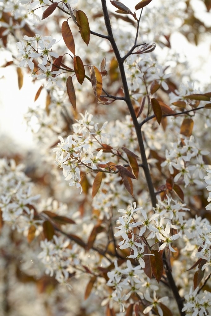 Krent als boom (Amelanchier lamarckii)