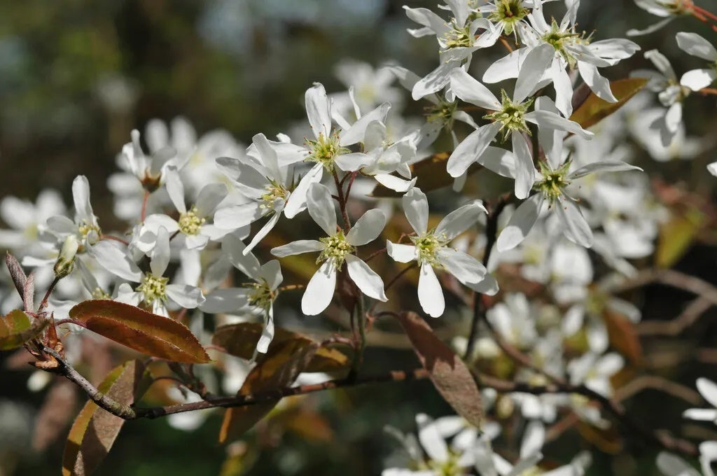 Krentenboom als struik (Amelanchier arborea 'Robin Hill')