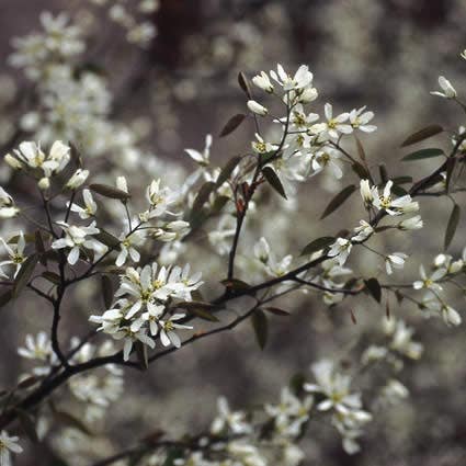 Krentenboom als struik (Amelanchier lamarckii)