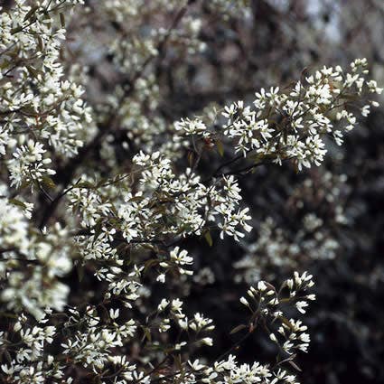 Krentenboom (Amelanchier laevis 'Ballerina')