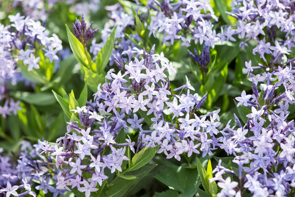 Blauwe ster (Amsonia 'Blue Ice')