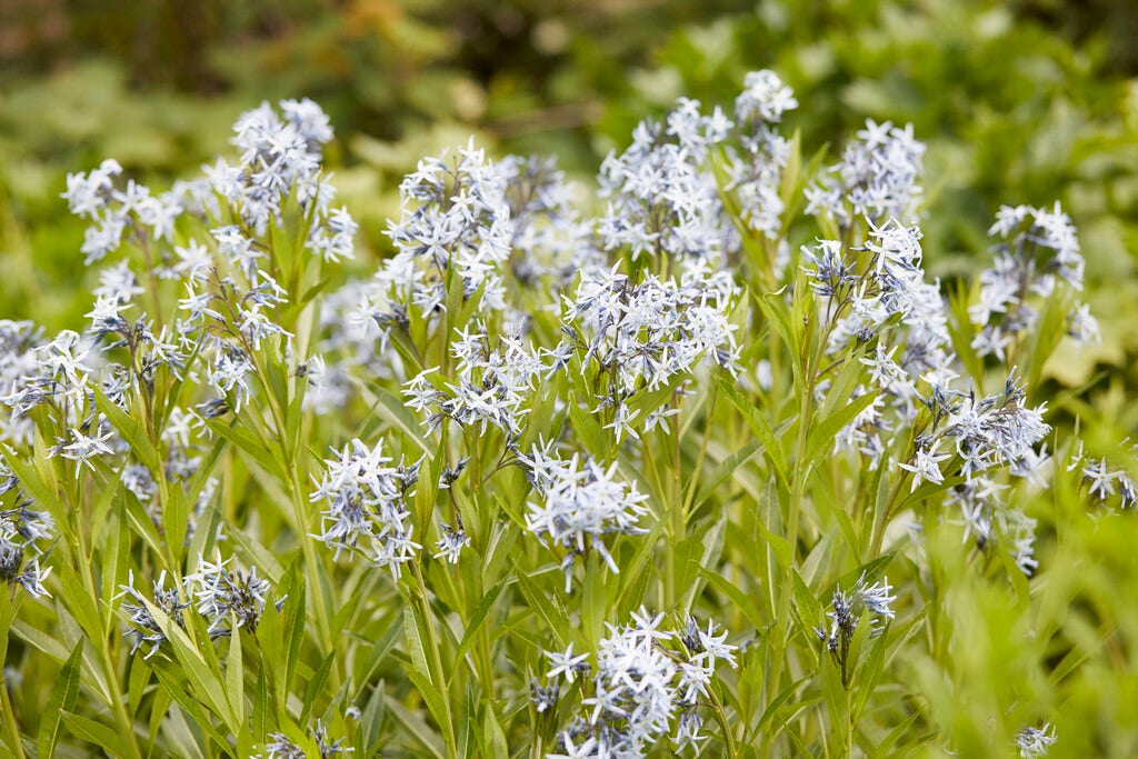 Blauwe ster (Amsonia ciliata)