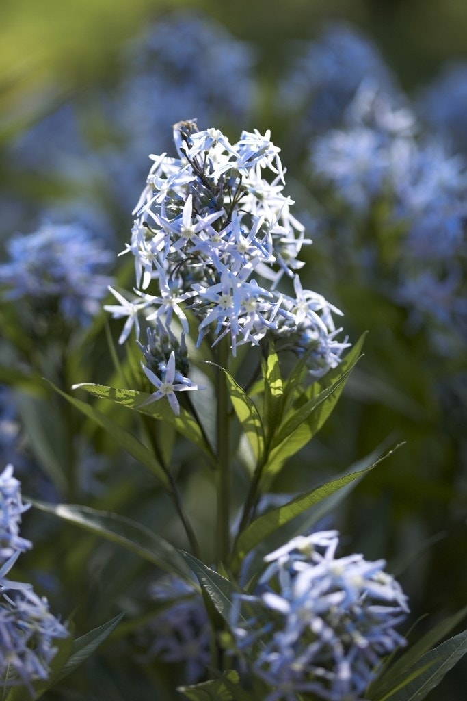 Blauwe ster (Amsonia tabernaemontana)