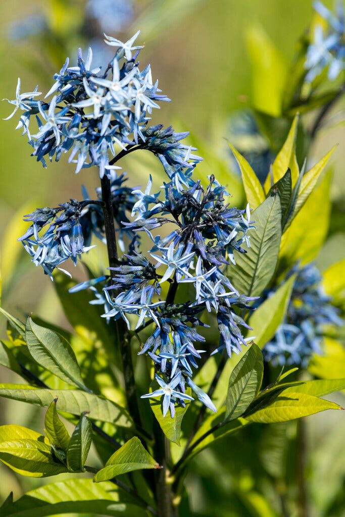 Blauwe ster (Amsonia tabernaemontana salicifolia)