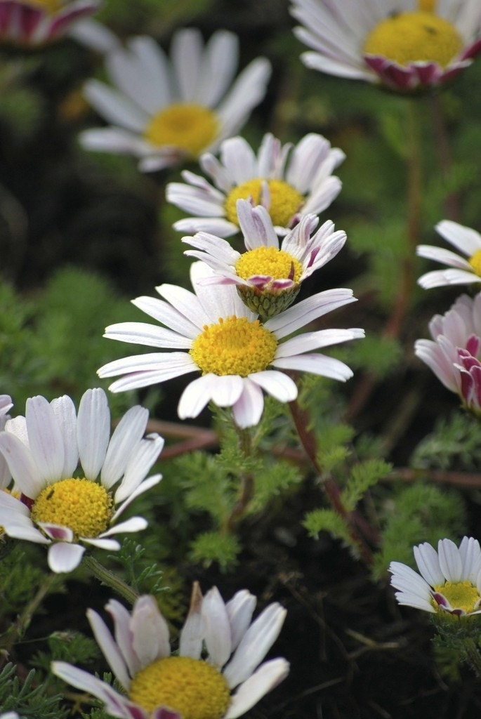 Marokkaanse Kamille (Anacyclus pyrethrum depressus)