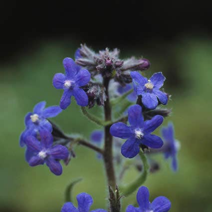 Ossetong (Anchusa azurea 'Loddon Royalist')