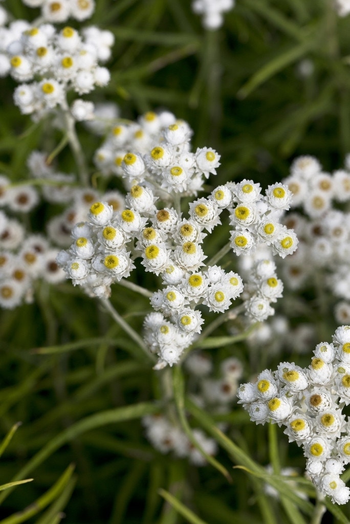 Siberische edelweiss (Anaphalis margaritacea)