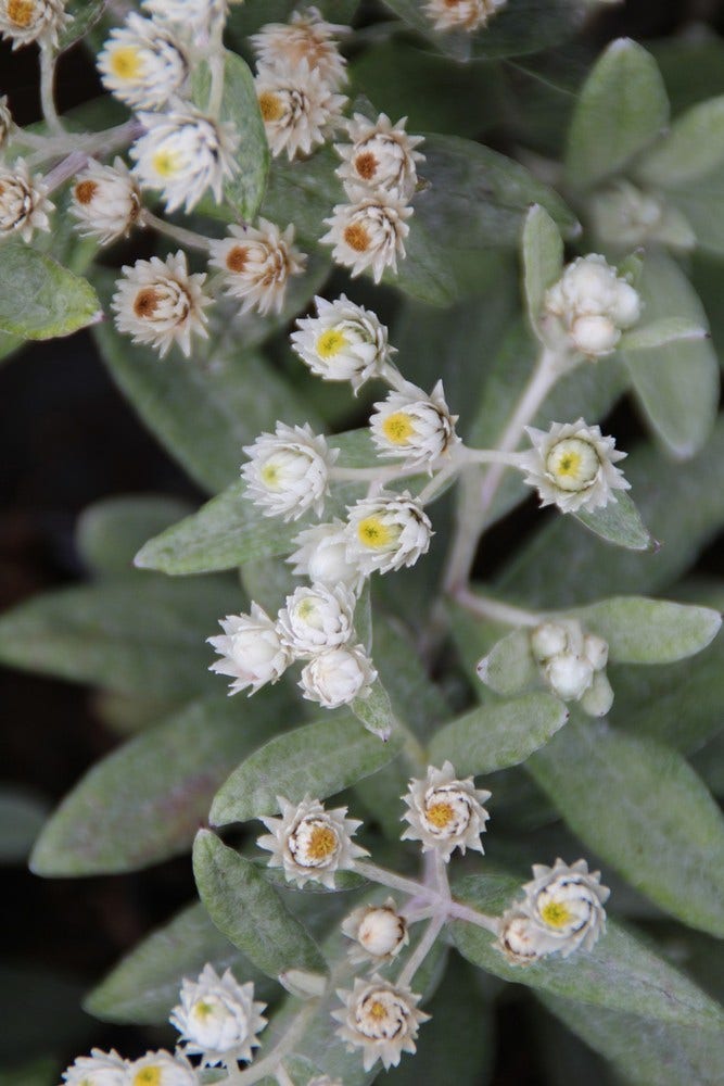 Siberische Edelweiss (Anaphalis triplinervis 'Sommerschnee')