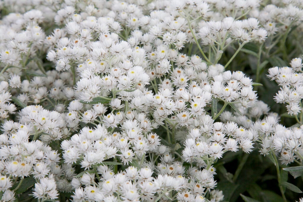 Siberische Edelweiss (Anaphalis triplinervis 'Silver Wave')