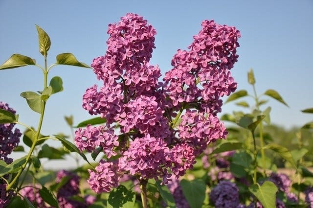 Sering op stam (Syringa 'Andenken an Ludwig Spath')