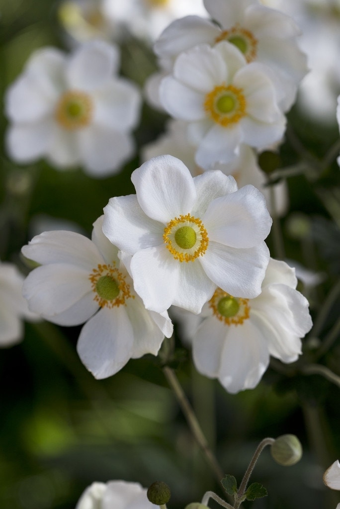 Anemoon (Anemone 'Andrea Atkinson')