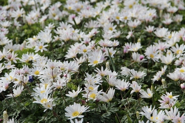 Anemoon (Anemone Blanda 'White Splendour')