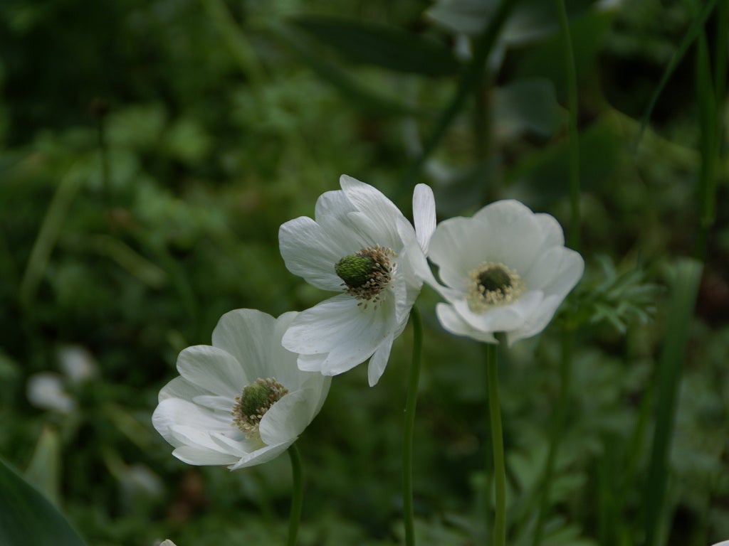 Anemoon (Anemone coronaria 'Bride')