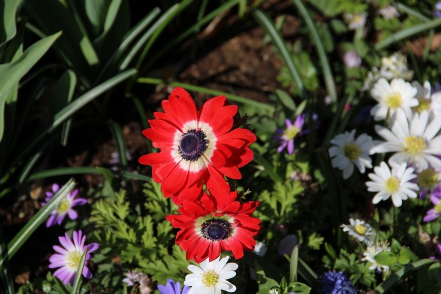 Anemoon (Anemone coronaria 'Governor')