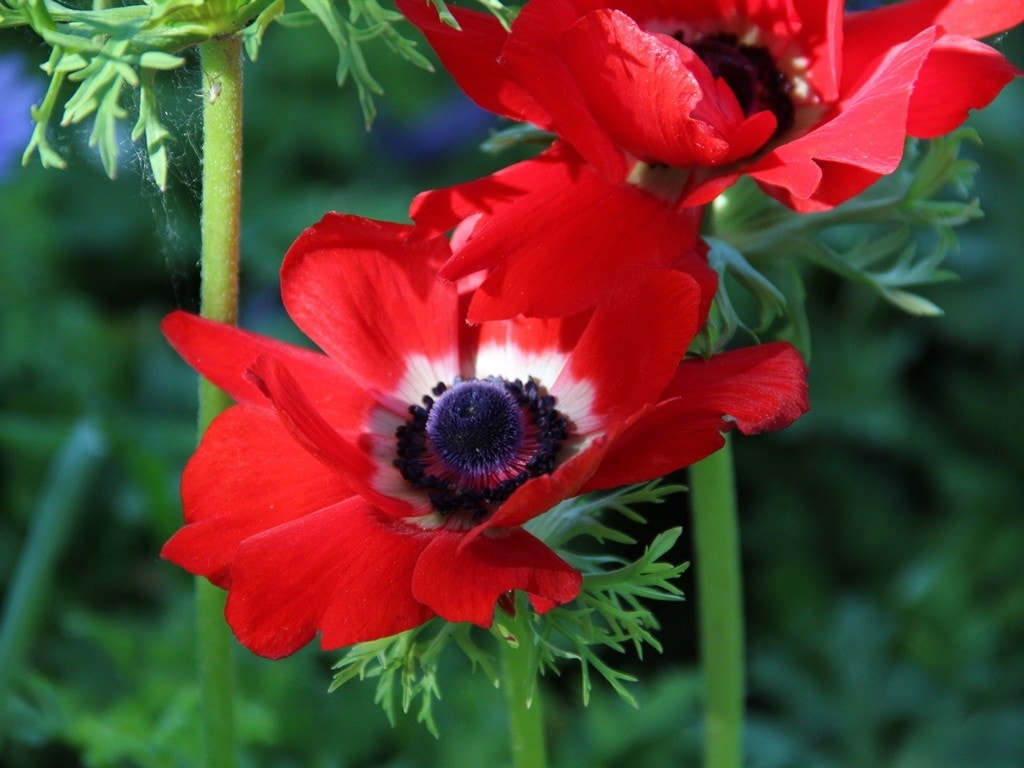 Anemoon (Anemone coronaria 'Hollandia')