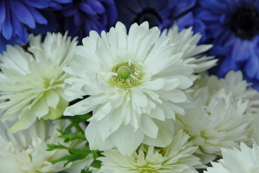 Anemoon (Anemone coronaria 'Mount Everest')