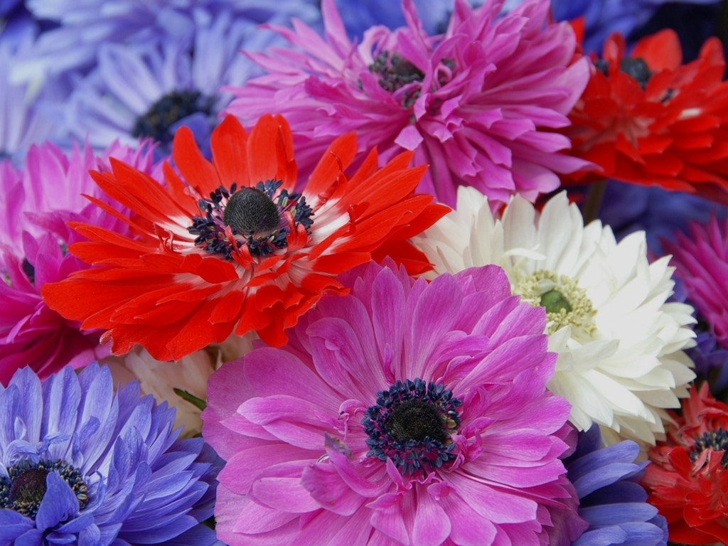 Anemoon (Anemone coronaria 'St. Brigid')