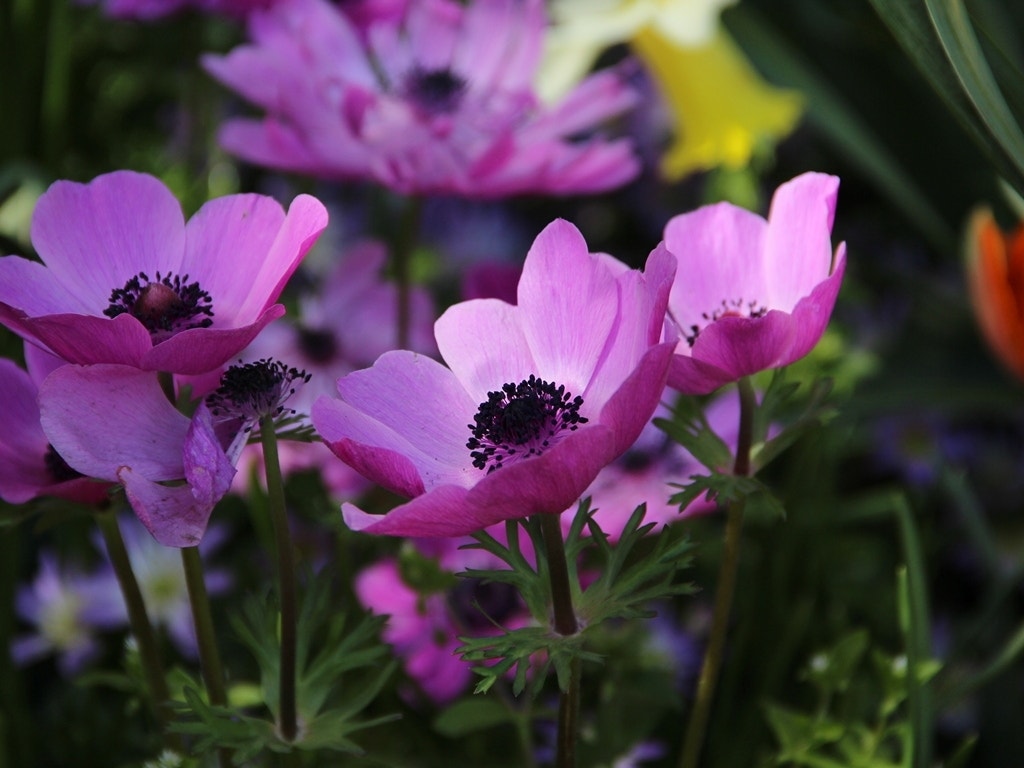 Anemoon (Anemone coronaria 'Sylphide')