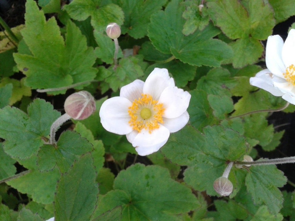 Anemoon (Anemone 'Honorine Jobert')