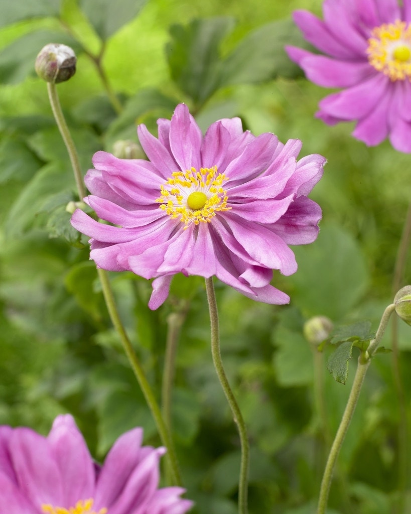 Anemoon (Anemone hupehensis 'Prinz Heinrich')