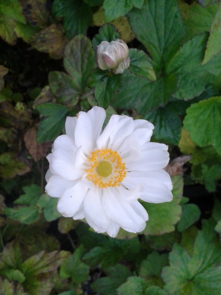 Anemoon (Anemone 'Whirlwind')