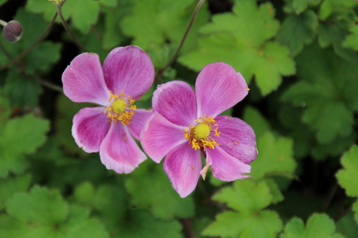 Anemoon (Anemone 'Elegans')