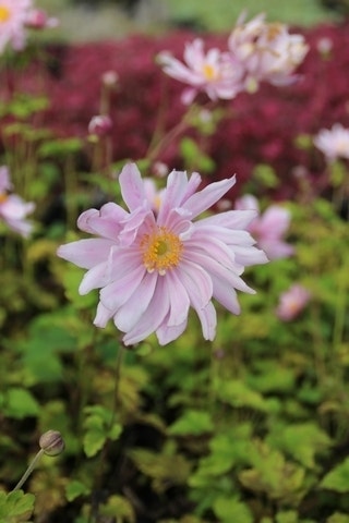 Anemoon (Anemone 'Mont Rose')