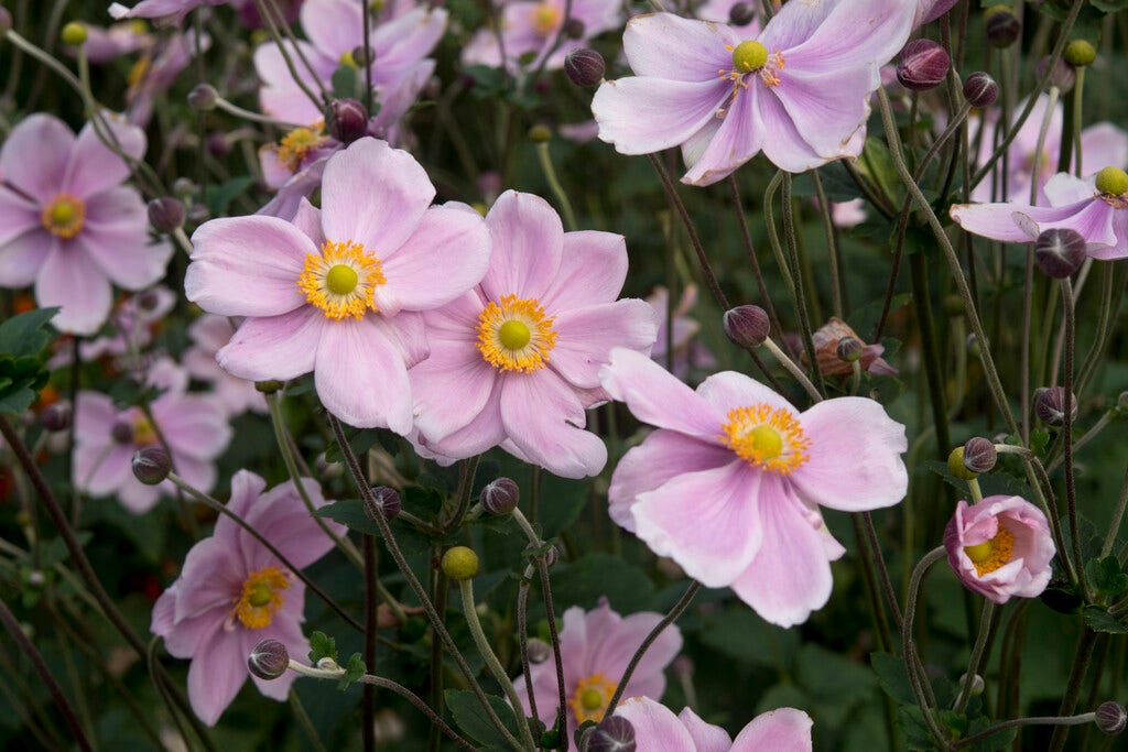 Anemoon (Anemone 'Loreley')