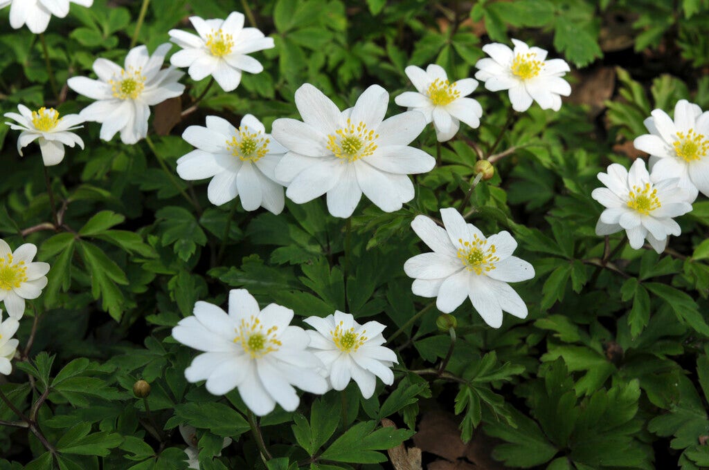 Anemoon (Anemone nemorosa 'Hilda')