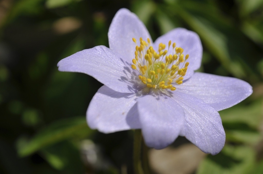 Anemoon (Anemone nemorosa 'Robinsoniana') - bloembol