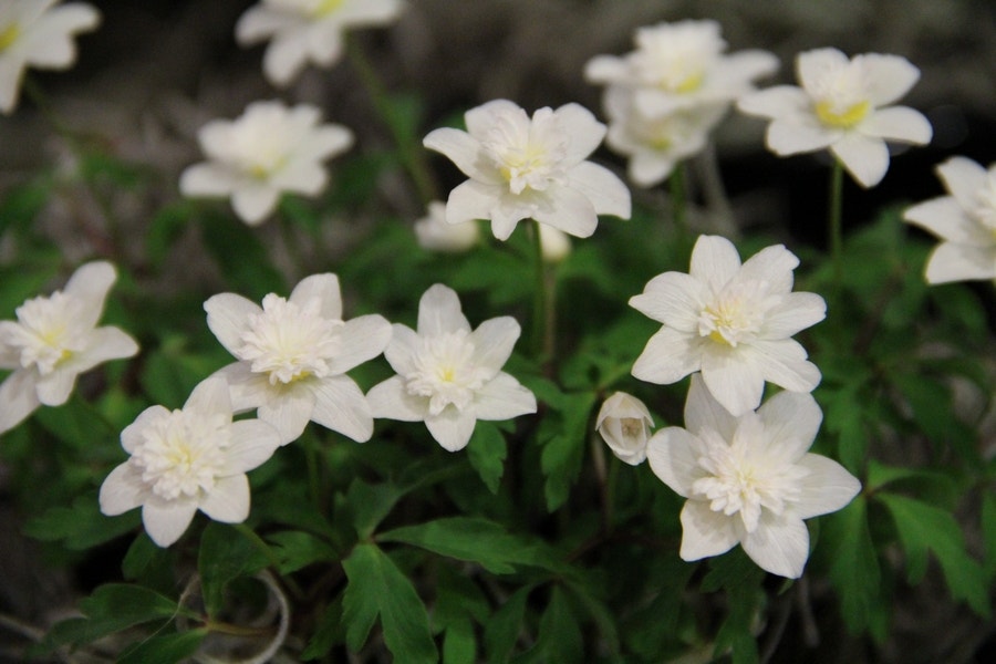 Anemoon (Anemone nemorosa 'Vestal')