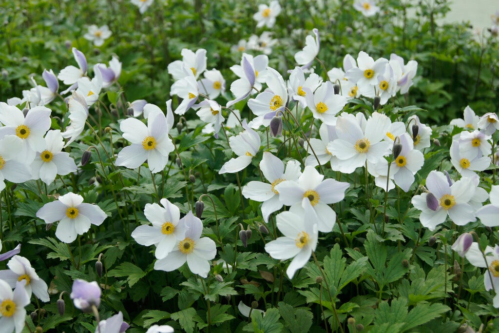 Anemoon (Anemone 'Wild Swan')