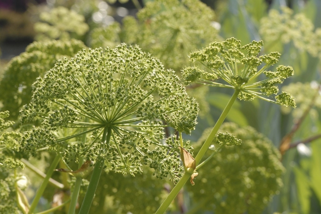 Engelwortel (Angelica archangelica)