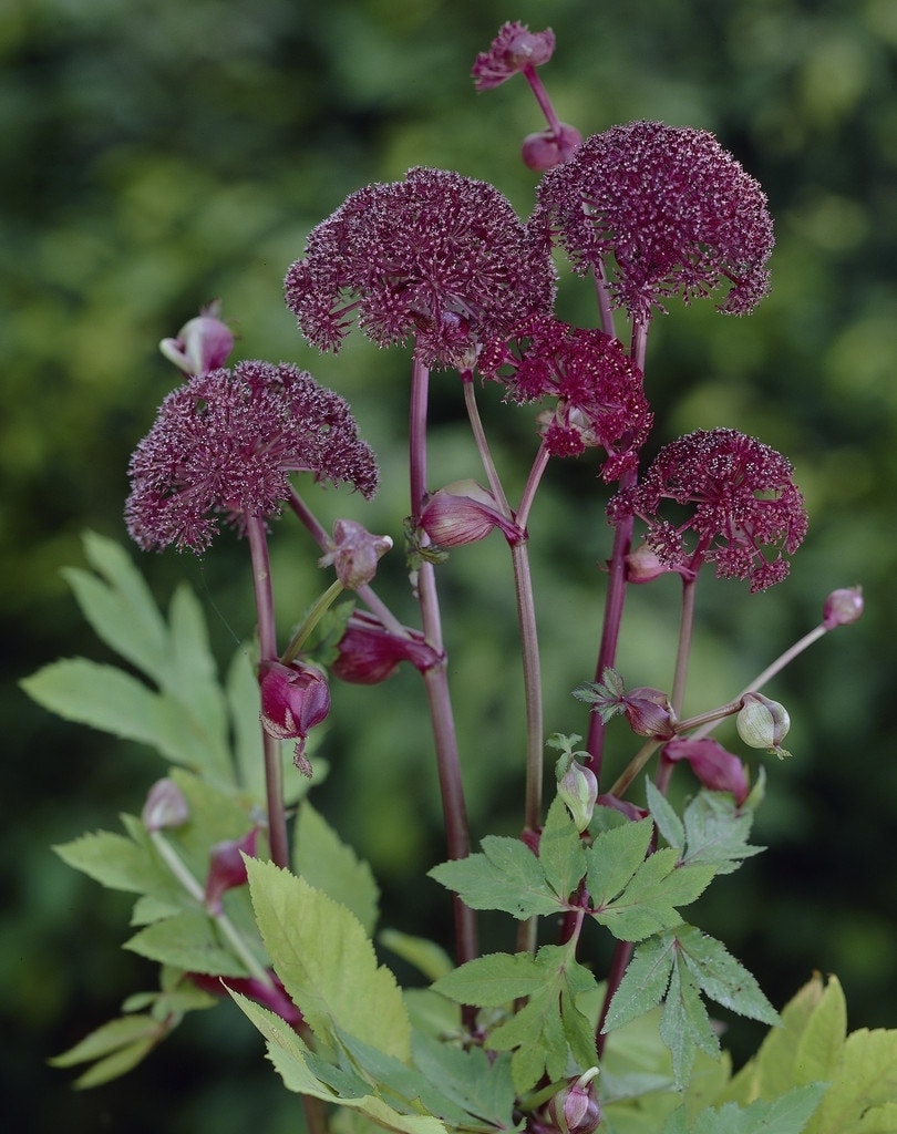 Engelwortel (Angelica gigas)