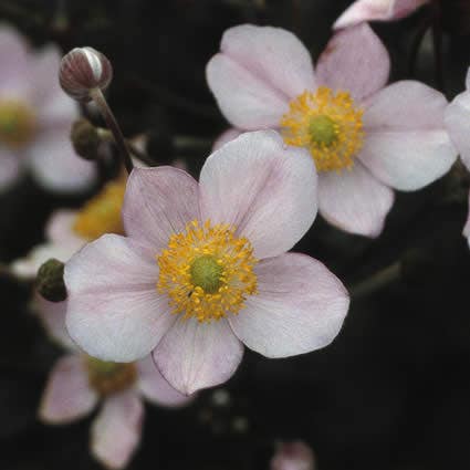 Anemoon (Anemone hupehensis 'September Charm')