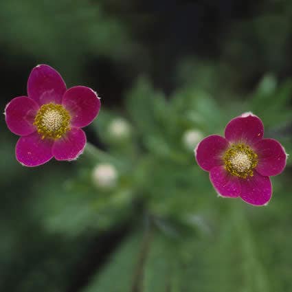 Anemoon (Anemone lesseri)