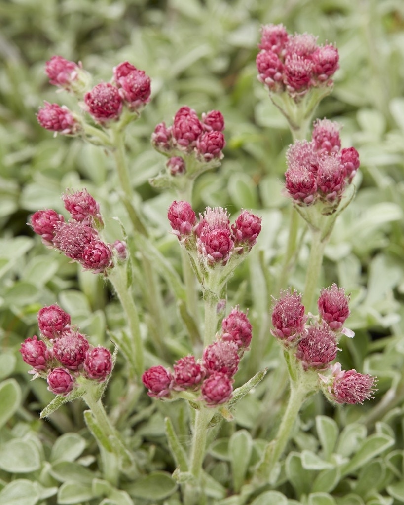 Rozenkransje (Antennaria dioica)