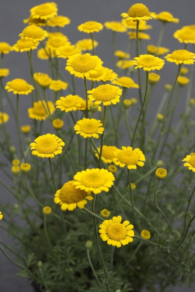 Kamille (Anthemis tinctoria 'Charme')