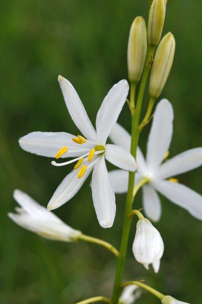 Grote graslelie (Anthericum liliago)